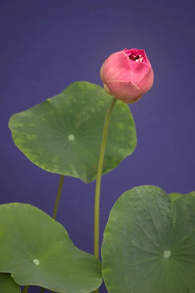 Один Розовый Цветок Лотоса Цветет Зелеными Листьями Фото Складе — стоковое фото