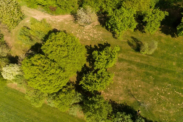 Vista Aérea Floresta Partir Uma Visão Olho Pássaro — Fotografia de Stock