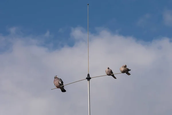 Pigeons Sur Antenne Maison — Photo