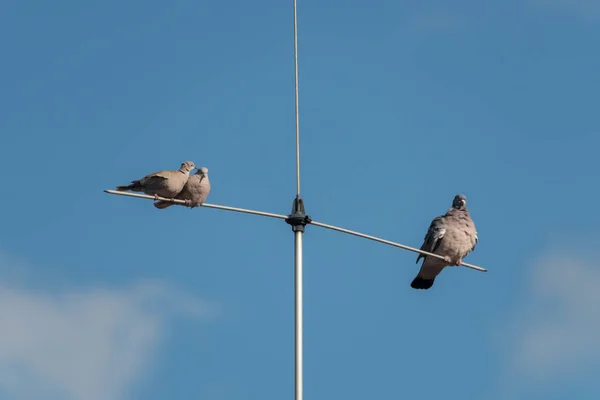 Güvercinler Evin Anteninde — Stok fotoğraf