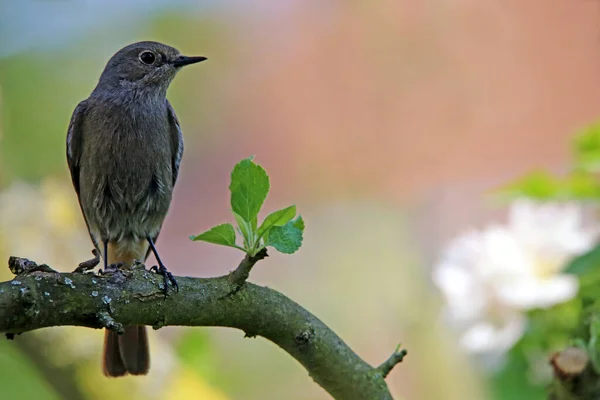 Жіночий Сад Redstart Phenicurus Phenicurus Квітучому Яблуні — стокове фото