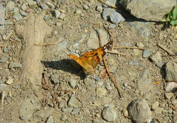 Photo Une Dame Papillon Peinte Debout Sur Sol — Photo