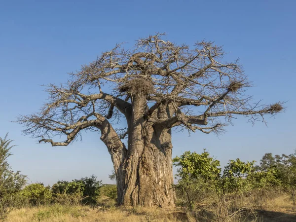 Baobab Saison Sèche Parc National Kruger Afrique Sud — Photo