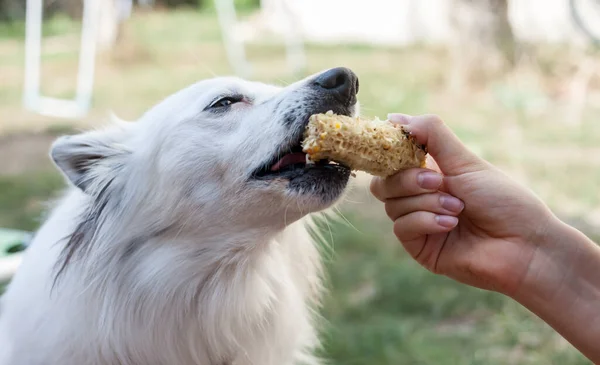 Female Hand Feeding White Dog Corn — Stock Photo, Image