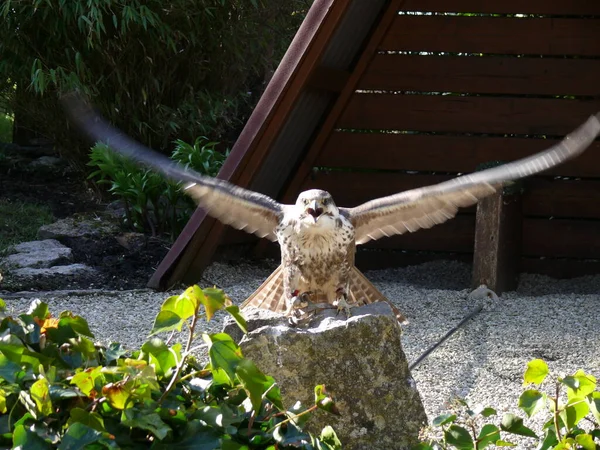 Küçük Lanner Falcon Uçmak Için Kanatlarını Açıyor Gagasını Parçalıyor — Stok fotoğraf