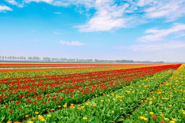 Campos Tulipas Coloridos Holland Primavera — Fotografia de Stock