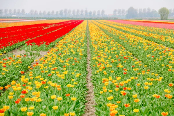 Campi Tulipani Colorati Olanda Primavera — Foto Stock
