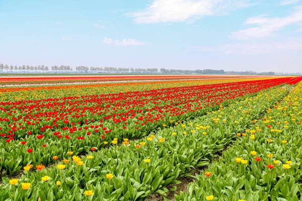 Coloridos Campos Tulipanes Holanda Primavera — Foto de Stock