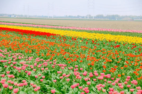 春のオランダのカラフルなチューリップ畑 — ストック写真