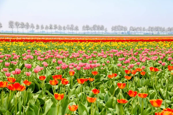 Campi Tulipani Colorati Olanda Primavera — Foto Stock