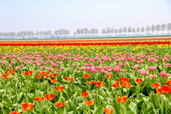 Campi Tulipani Colorati Olanda Primavera — Foto Stock