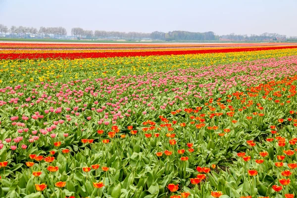 Πολύχρωμα Πεδία Τουλίπας Holland Την Άνοιξη — Φωτογραφία Αρχείου