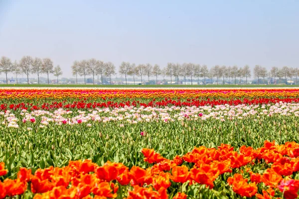 Coloridos Campos Tulipanes Holanda Primavera — Foto de Stock