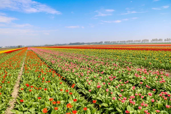 Campos Tulipas Coloridos Holland Primavera — Fotografia de Stock