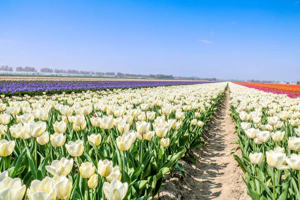 Farbenfrohe Tulpenfelder Holland Frühling — Stockfoto