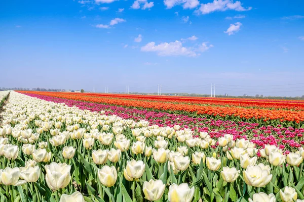 Colorful Tulip Fields Holland Spring — Stock Photo, Image