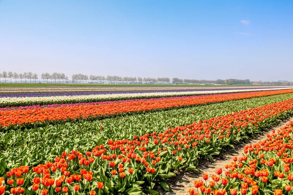 Kolorowe Pola Tulipanów Holland Wiosną — Zdjęcie stockowe