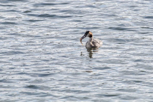 Vista Close Belo Pássaro Grebe Natureza — Fotografia de Stock