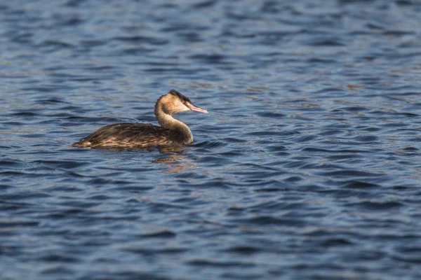 Vista Close Belo Pássaro Grebe Natureza — Fotografia de Stock