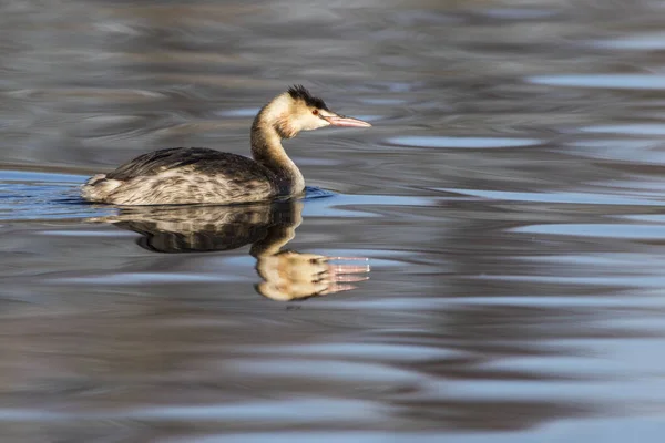 Närbild Bild Vacker Klump Fågel Naturen — Stockfoto