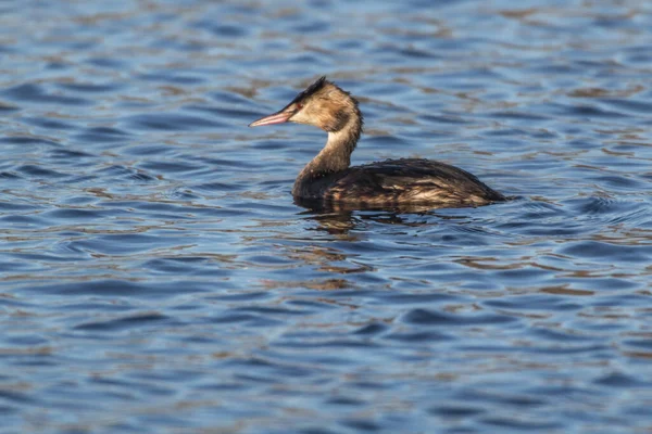 Vista Close Belo Pássaro Grebe Natureza — Fotografia de Stock