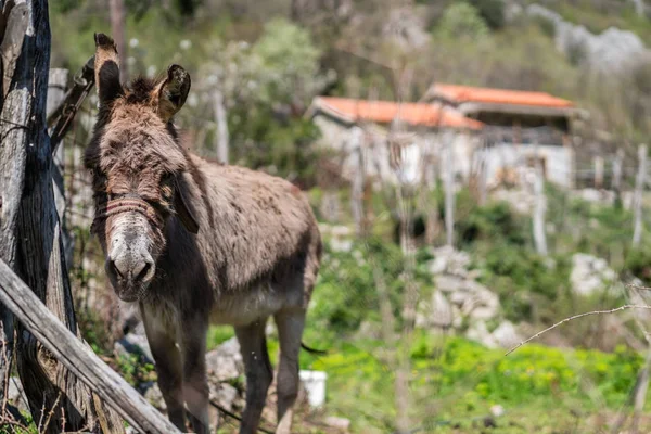 Kleine Ezel Een Primitieve Houten Behuizing Een Boerderij Zomer — Stockfoto