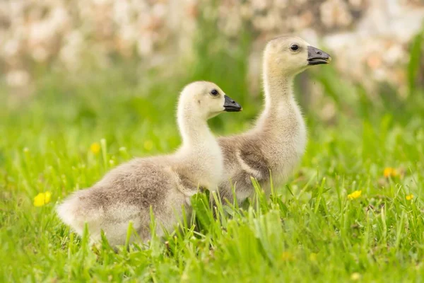 Chicks Steinbacher Kampfgans — Stock Photo, Image