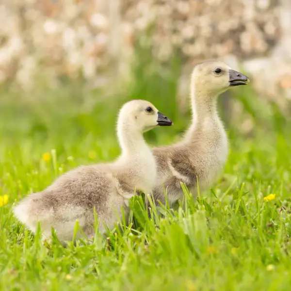 Chicks Steinbacher Kampfgans — Stock Photo, Image