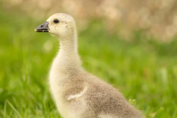 Chicks Steinbacher Kampfgans — Stock Photo, Image