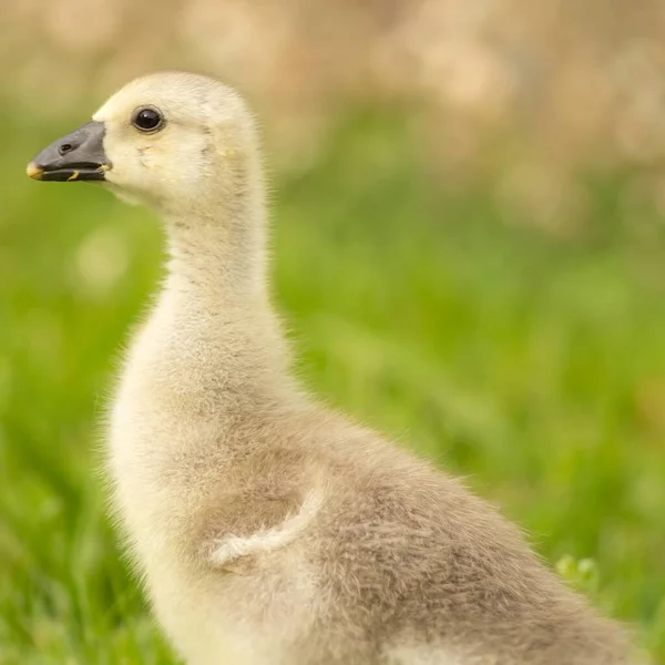 Chicks Steinbacher Kampfgans — Stock Photo, Image