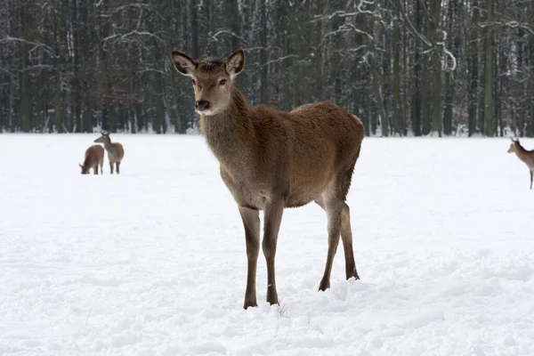 Doe Snowy Winter Forest — Stock Photo, Image