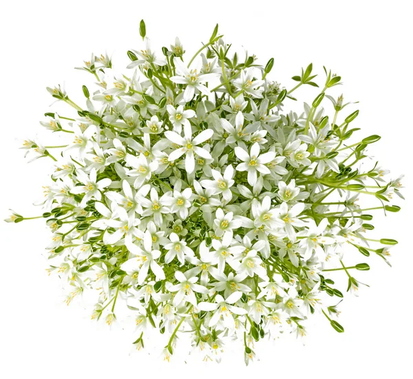 Buquê Flores Umbels Margarida Fundo Branco — Fotografia de Stock