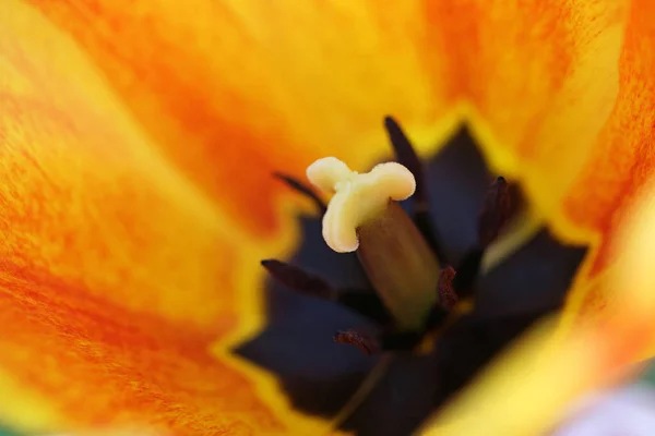 Vista Bellissimi Fiori Primaverili — Foto Stock