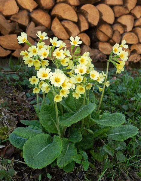 Haute Fleur Vachette Devant Bloc Bois — Photo