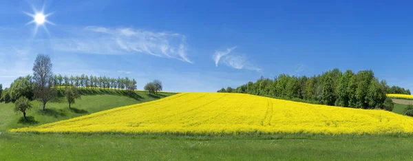 Żółte Pole Kwitnącego Rzepaku Otoczone Łąkami Rzędami Drzew Słońcu — Zdjęcie stockowe