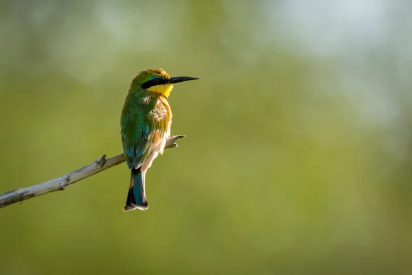 Liten Biätare Slutet Död Gren — Stockfoto