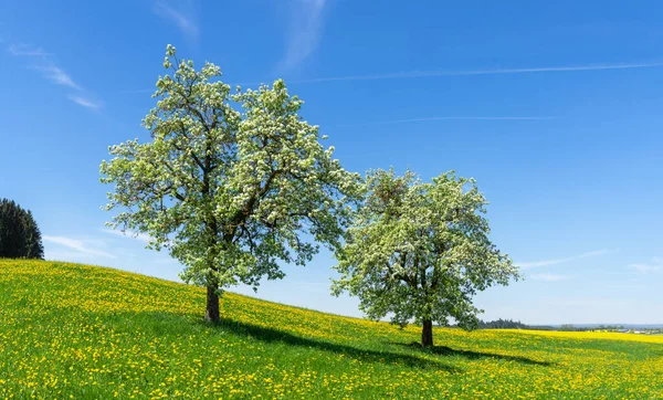 Zwei Große Alte Blühende Apfelbäume Auf Einer Blumenwiese Mit Gelben — Stockfoto