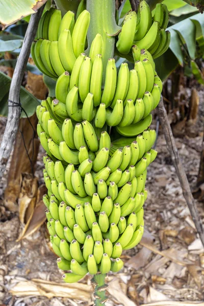 Palma Bananenstaude Στο San Andres — Φωτογραφία Αρχείου