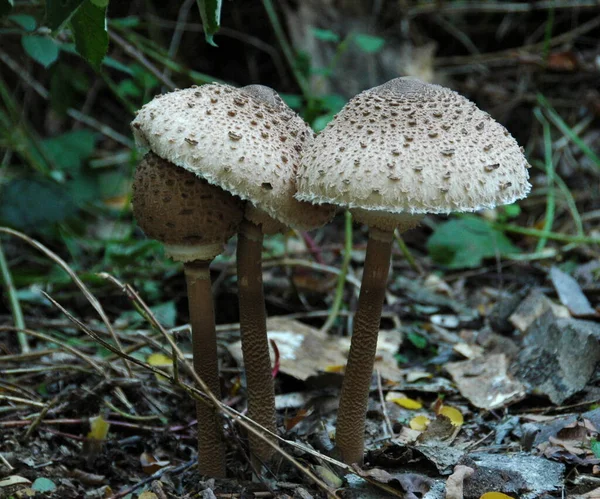 在森林中种植蘑菇 自然背景 — 图库照片