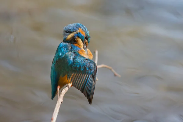 Balıkçıl Kuşun Vahşi Hayata Yakın Görüntüsü — Stok fotoğraf