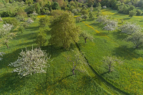 Цветущие Деревья Лугу Саду Весной — стоковое фото