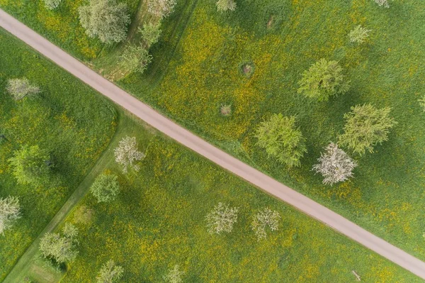 Arbres Fleurs Sur Pré Verger Printemps — Photo