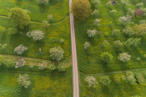 Arbres Fleurs Sur Pré Verger Printemps — Photo