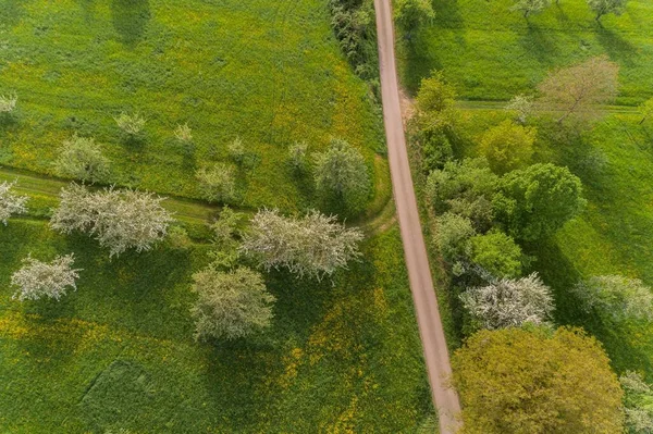 Árvores Florescentes Prado Pomar Primavera — Fotografia de Stock