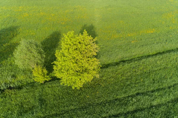 Вид Повітря Над Луками Навесні — стокове фото