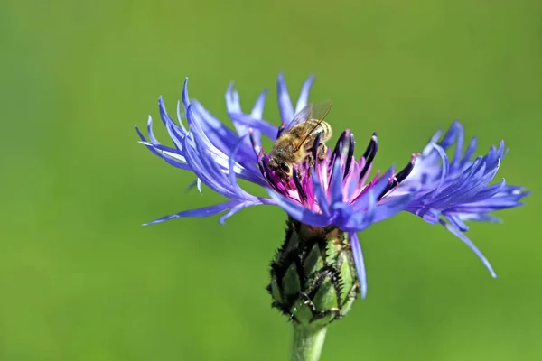 Abeille Sur Mont Centaurée Centaurée Montana — Photo