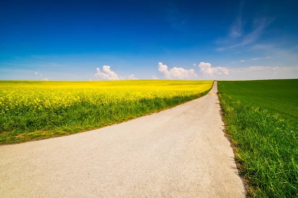 Peisaj Agricol Rapiță Plante Galbene Rapiță — Fotografie, imagine de stoc