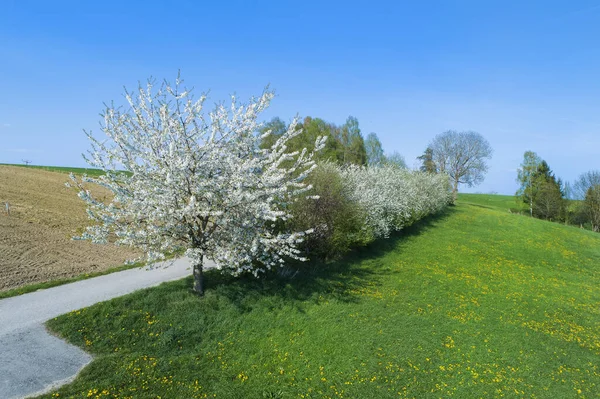 Kirschblüte Von Oben Luftaufnahme — Stockfoto