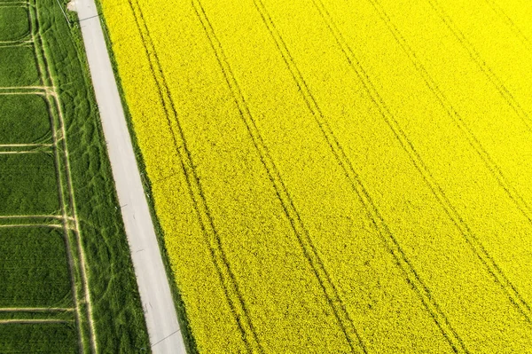 Rapeseed Field — Stock Photo, Image