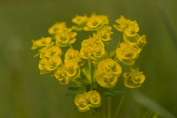 Makro Mléčné Rostliny Vlka — Stock fotografie